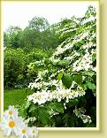 StValery_LLA_14.05.2015 (31)